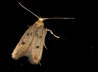Glyphidocera Moths