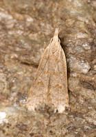 Probably Palmerworm Moth [female] (Dichomeris ligulella - 2281)
