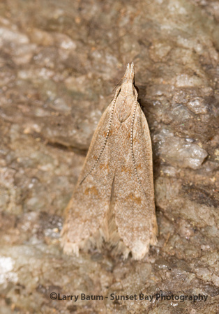 Probably Palmerworm Moth [female] (Dichomeris ligulella - 2281)