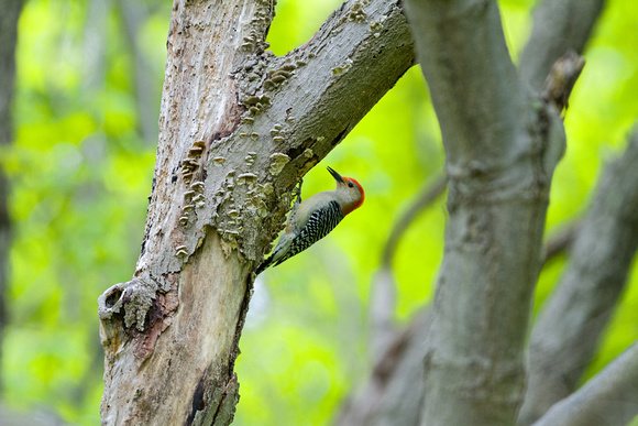 Red-bellied Woodpecker (male)