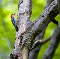 Red-bellied Woodpecker (male [L],female [R])