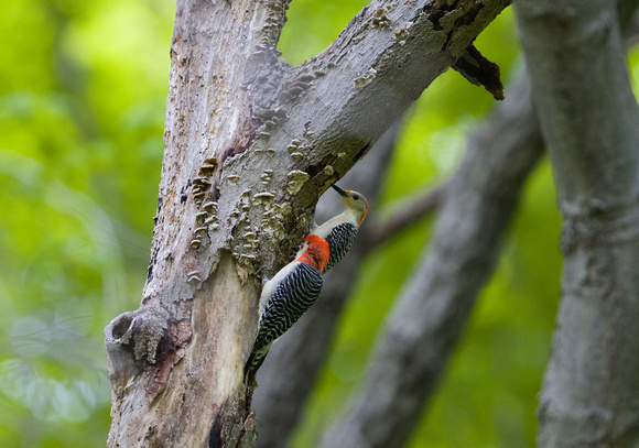Red-bellied Woodpecker (male [F],female [B])
