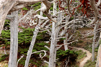 Point Lobos Reserve - 8/20/06