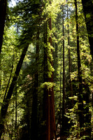 Armstrong Redwoods - 7/6/13