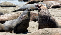 Northern Elephant Seal - San Luis Obispo County - 7/2/13