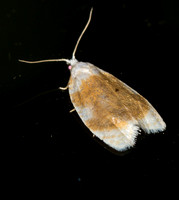 Tortrix Leafroller Moths
