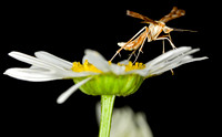 Yarrow/Gillmeria Plume Moth (Gillmeria pallidactyla - 6107)