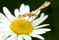Yarrow/Gillmeria Plume Moth (Gillmeria pallidactyla - 6107)