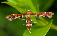 Geina Plume Moth
