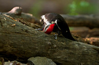 Pileated Woodpecker (Drycopus pileatus)