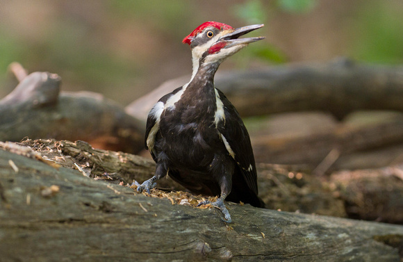 Pileated Woodpecker (northern subspecies)