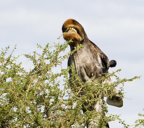 Hungry, hungry Masai Giraffe at Lake Manyara National Park