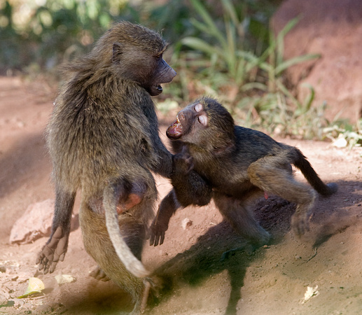 Young Olive Baboons fighting at Lake Manyara National Park