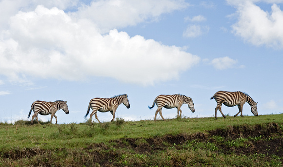 Common Zebras walk along the rim of the Ngorongoro Crater.