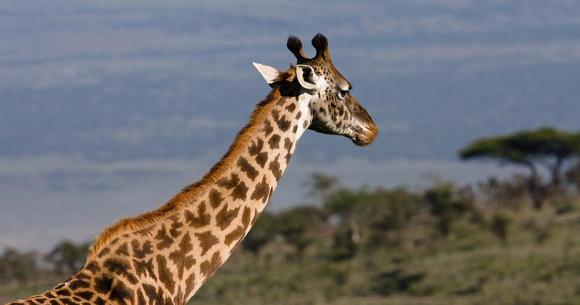 A Masai Giraffe stretches out in front of the vast Serengeti plains off in the distance below.