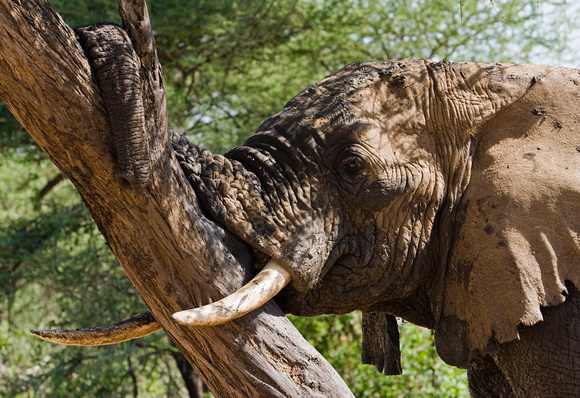 African Elephant brushing teeth after having taken a mud bath and brushed off all other parts of body on the tree at Lake Manyara National Park.
