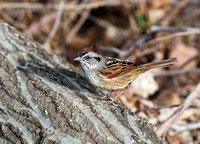 Swamp Sparrow - Morris County - 3/30/13